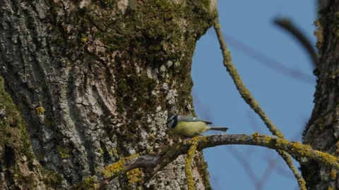 Common tit Stock Footage 335127714