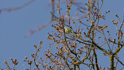 Common tit Stock Footage 335127852