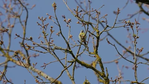 Common tit Stock Footage 335127878