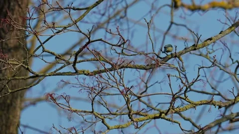 Common tit Stock Footage 335127962