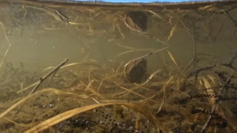 Common toad among egg strings in freshwater pond Norway Stock Footage 327514853