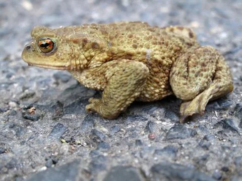 The common toad - amphibian  Stock Photos