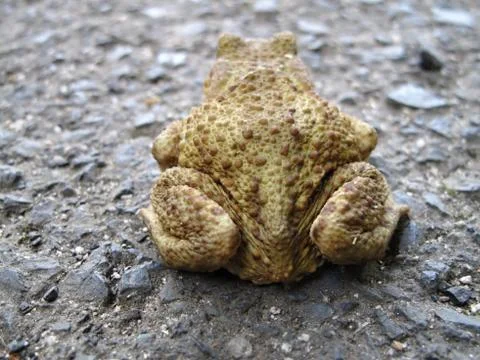 The common toad - amphibian  Stock Photos