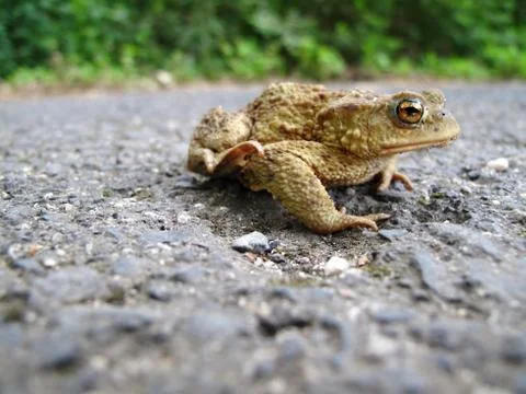 The common toad - amphibian  Stock Photos