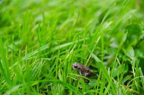 Common toad baby Stock Photos