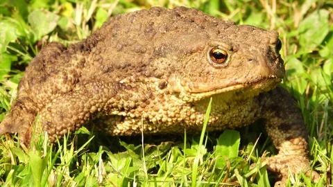 Common toad breathing and expanding its vocal sac. Stock Footage 97514098