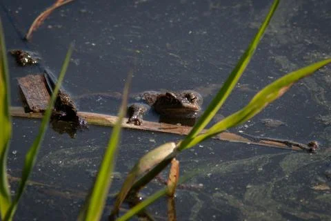 Common toad at breeding season during spring, head over water Stock Photos