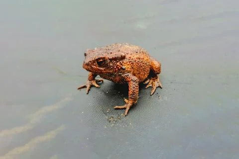 Common Toad Bufo Bufo Amphibian With Wart-Like Skin on Black Table Stock Photos