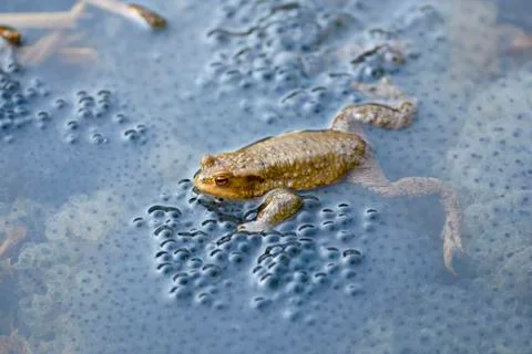 Common toad Bufo bufo between spawn in water mating season Baden Wuerttemberg Stock Photos