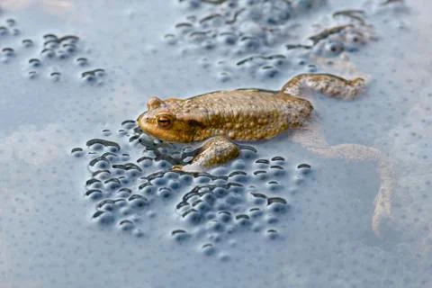 Common toad Bufo bufo between spawn in water mating season Baden Wuerttemberg Stock Photos