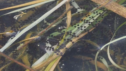 Common toad Bufo bufo close up of spawn strings Stock Footage 108076441