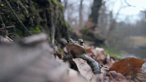 Common toad ( Bufo bufo) close up Stock Footage 305497146