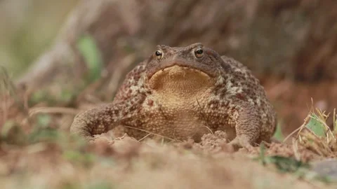 Common toad (Bufo bufo) close up showing breathing and defensive display Video stock 339136177