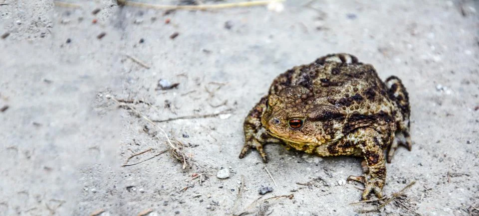 Common toad (Bufo bufo) closeup . Stock Photos