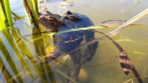 Common toad Bufo bufo coupling.  Stock Footage 253886911