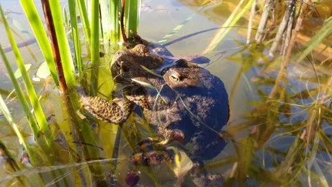 Common toad Bufo bufo coupling.  Stock Footage 256704396