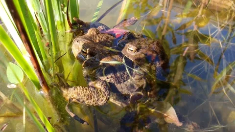 Common toad Bufo bufo coupling.  Stock Footage 256704489