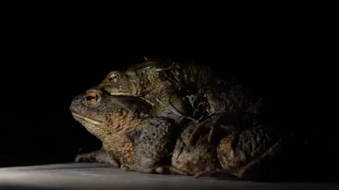 Common toad Bufo bufo coupling.  Stock Footage 268549287
