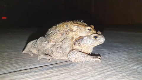 Common toad Bufo bufo coupling.  Stock Footage 268549448