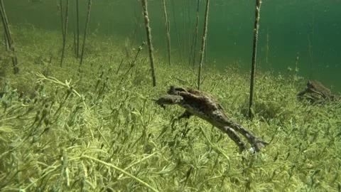 Common toad (Bufo bufo) is crawling on the bottom of clear-watered lake. Stock Footage 171516457