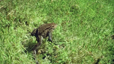 Common toad (Bufo bufo) is crawling on the bottom of clear-watered lake. Stock Footage 171721083