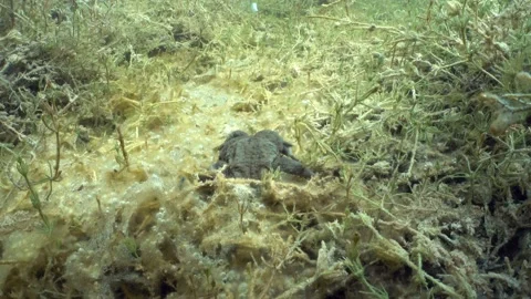 Common toad (Bufo bufo) is crawling on the bottom of clear-watered lake, Stock Footage 175330124