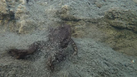 Common toad (Bufo bufo) is crawling along the muddy bottom of the Stock Footage 187661632