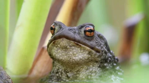 Common toad Bufo bufo is croaking on the water surface.  Stock Footage 277217886