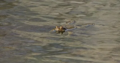 Common Toad Bufo Bufo during mating in slow motion Video stock 306008776