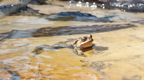 Common toad (Bufo bufo) in early spring Stock Footage 22839876