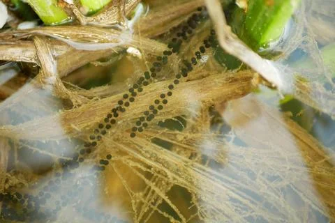 Common toad Bufo bufo European eggs frog close-up water reproduction spawn Stock Photos