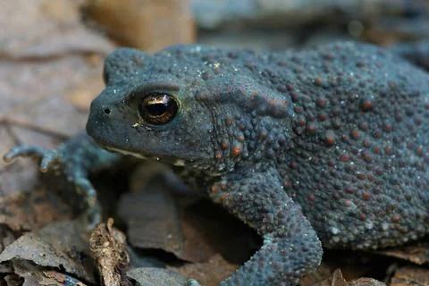 The common toad, Bufo bufo on fallen leafs Stock Photos