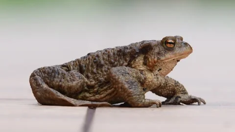 Common toad Bufo bufo female.  Stock Footage 268617589