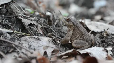 Common toad (Bufo bufo) Stock Footage 12677352