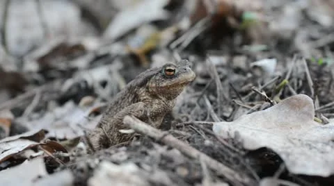 Common toad (Bufo bufo) Stock Footage 12677391