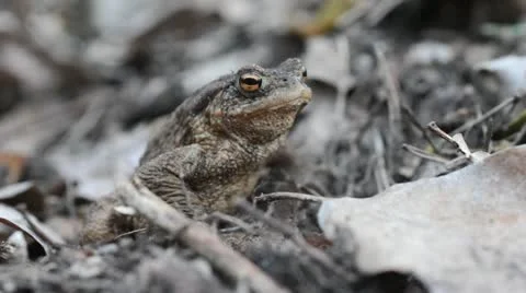 Common toad (Bufo bufo) Stock Footage 12677413