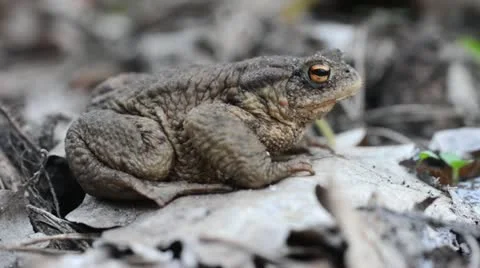 Common toad (Bufo bufo) Video stock 12677429