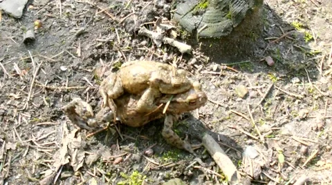 Common Toad Bufo Bufo Stock Footage 49094184