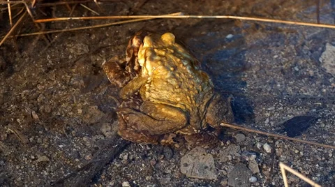 Common toad (Bufo bufo) 스톡 동영상 64827038