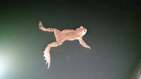 Common toad Bufo bufo. Stock Footage 306324663