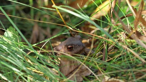 Common toad (Bufo bufo) in the grass Video stock 168429229