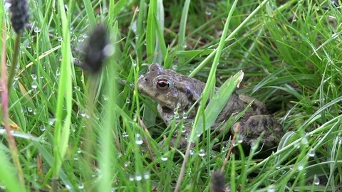 Common Toad Bufo bufo in Grassland Habitat Stock Footage 115428139