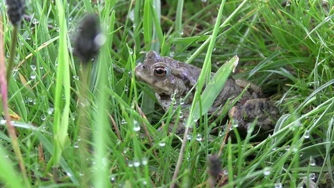 Common Toad Bufo bufo in Grassland Habitat Stock Footage 115429037