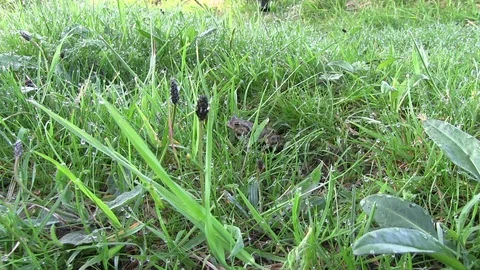 Common Toad Bufo bufo in Grassland Habitat Zoom Stock Footage 115430863
