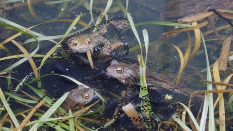 Common toad Bufo bufo Jostle for position in spawning area and dive Stock Footage 108076699