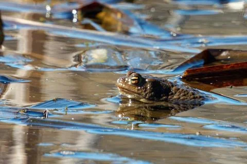 Common toad (Bufo bufo, from Latin bufo "toad") in a pond. Stock Photos