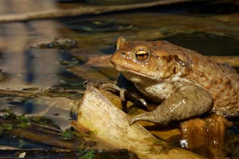 Common toad (Bufo bufo, from Latin bufo "toad") in a pond. Stock Photos