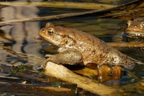 Common toad (Bufo bufo, from Latin bufo "toad") in a pond. Foto stock