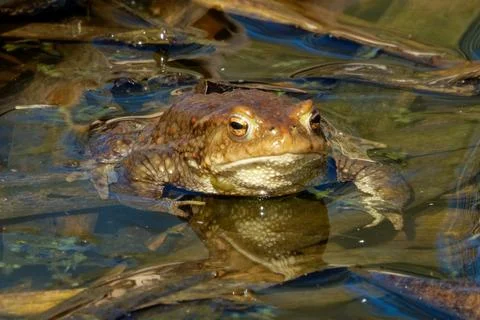 Common toad (Bufo bufo, from Latin bufo "toad") in a pond. Stock Photos