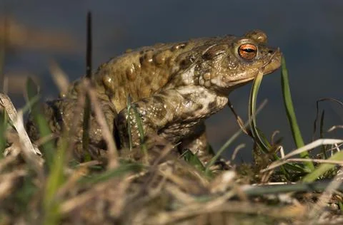 Common toad Bufo bufo leaving the pond spawning site Canton Baselland Stock Photos